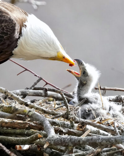 Birding for Beginners:  A gateway to nature and adventure